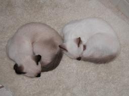 kittens - 071307 16